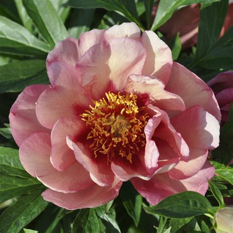 Bringing a touch of magic to your garden with Merlot Magical Peony